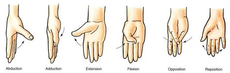 Various Hand Movements 4 Download Scientific Diagram