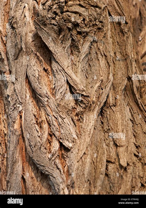 Tree Bark Close Up Stock Photo Alamy