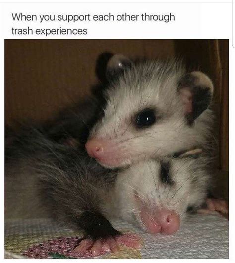 I love my cat opossum shirt, opossum gift, possum gift, funny opossum, funny cat lover, funny possum shirt. We'll always support each other through our trash ...