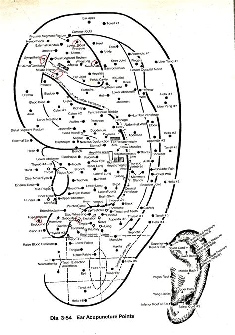 Auriculotherapy Acupuncture Points Chart Acupuncture Charts