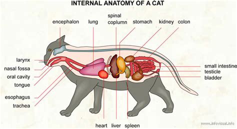 Cat Digestive And Respiratory System