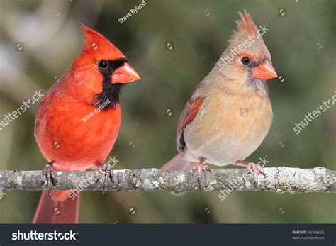 Pair Northern Cardinals Cardinalis On Branch Stock Photo 46768606
