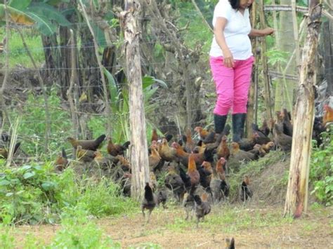 Philippine Native Chicken Darag Backyard Chickens Learn How To