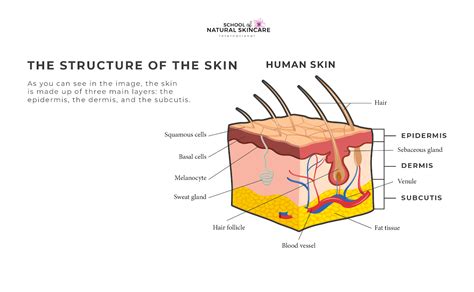 Understanding How Your Skin Works School Of Natural Skincare