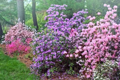 Flowering Trees And Shrubs In Your Garden Gardens Nursery