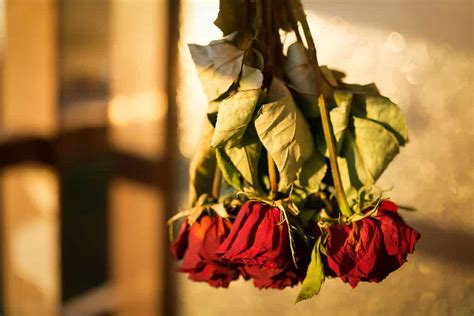 How To Dry Roses
