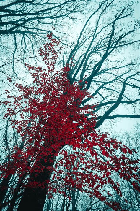 Tree Red Leaves Trees Nature Hd Phone Wallpaper Peakpx