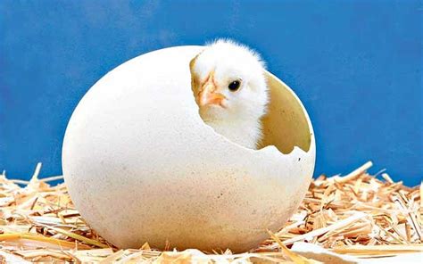 Cara menetaskan telur ayam telur tetas merupakan telur yang didapat dari induk betina yang dipelihara bersama ayam pejantan dengan perbandingan tertentu. Kalau Manusia Mengerami Telur Ayam, Apakah Bisa Menetas?