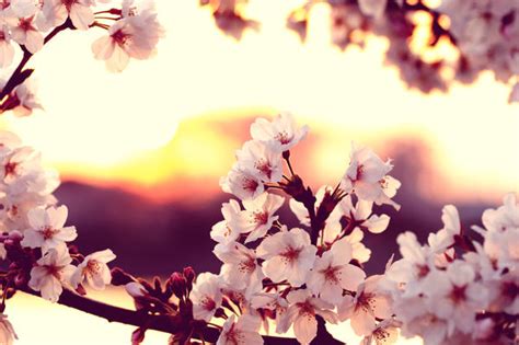 Cherry Blossom Sunset By Jyoujo On Deviantart