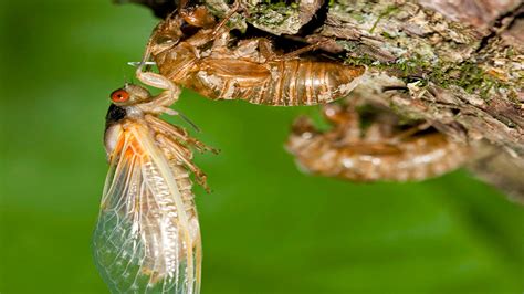 Cicadas Begin Emerging In Michigan Heres What To Expect