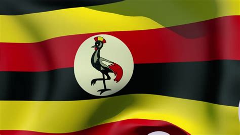 Use them in commercial designs under lifetime, perpetual & worldwide rights. Uganda Flag Stock Footage Video | Shutterstock