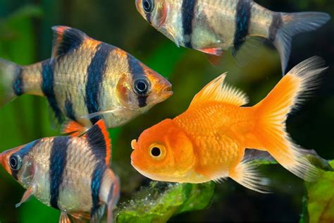 What You Didnt Know About Keeping Tiger Barb With Goldfish