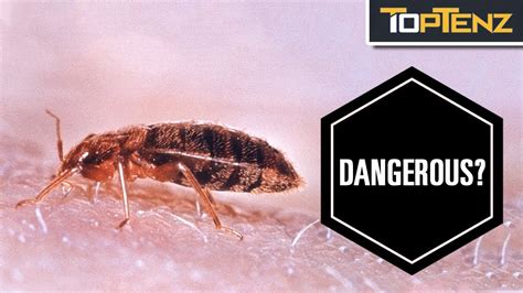 Top 10 Reasons Why Bed Bugs Are Pure Evil Youtube