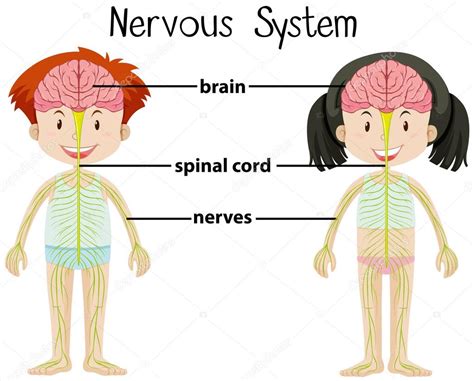 Top Imagen Dibujos Del Sistema Nervioso Para Ni Os Thptnganamst