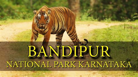 Bandipur Tiger Reserve And National Park Karnataka India Indian Travel Video In Hindi Youtube