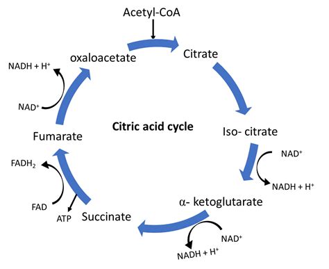 Simple Definition Of Krebs Cycle Definition Hjo