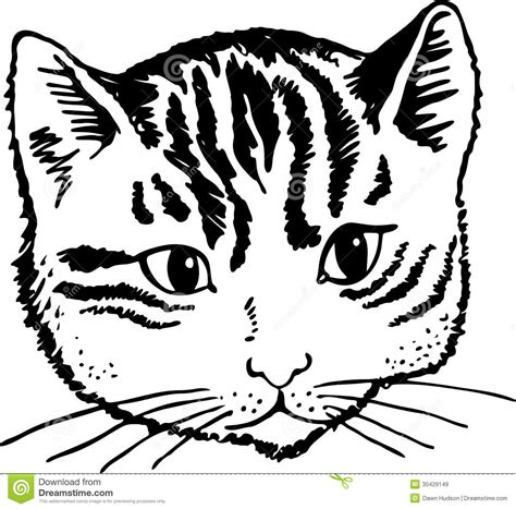 Cat Portrait Stock Vector Illustration Of Drawing Fluffy