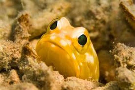 Top 10 Weirdest Deep Sea Creatures Owlcation