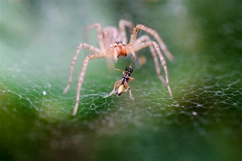 Are Spiders Insects? - Earthpedia - Earth.com