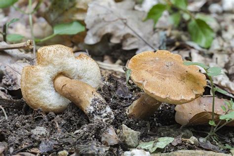 The Chestnut Bolete Gyroporus Castaneus Is An Edible Mushroom Stock