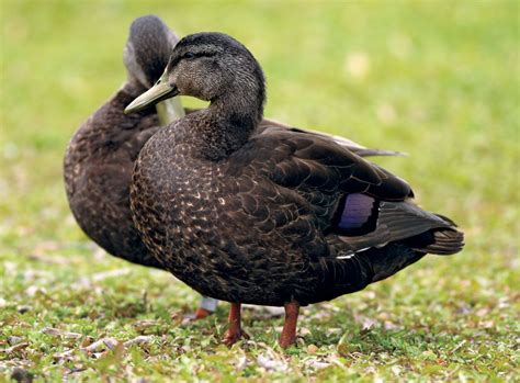 18 Types Of Ducks In Michigan With Pictures Animal Hype