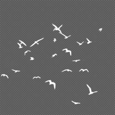 White Birds Png Images With Transparent Background Free Download On