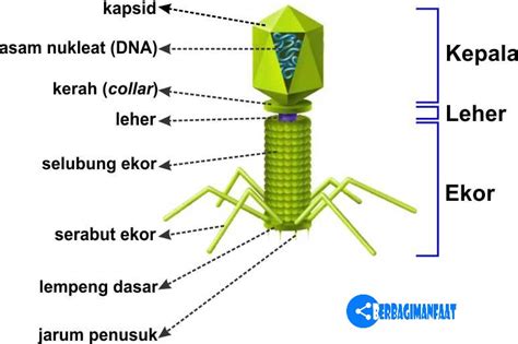 Materi Yang Tersimpan Dalam Kapsid Virus Berupa - Homecare24