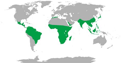 The camel spider (aka wind scorpion spider, sun spider) is mostly found in the southwest us & southern africa. Primate - Wikiwand