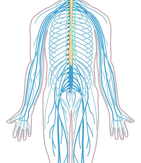 Structure of the nervous system psychology tutor2u. Blank Nervous System Diagram - The Nervous System : Essentially, nerve cells, also known as a ...