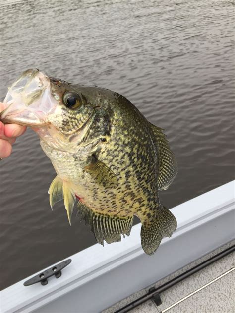 The Best Crappie Sportfishing In North America