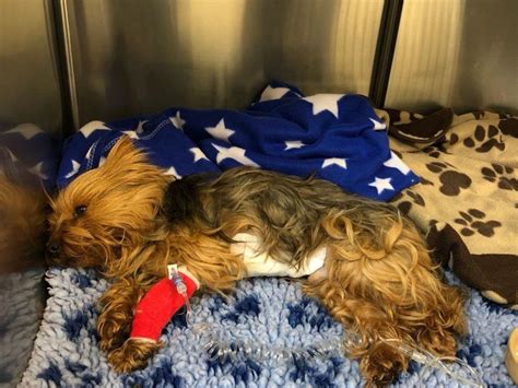 A unit of blood will be collected from the jugular vein then processed and stored for later use. Can dogs give blood? - Pet Blood Bank UK