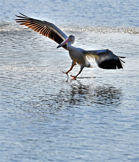 The Advocate (Baton Rouge, LA) - Home