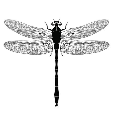 Best Dragonfly Illustrations Royalty Free Vector Graphics And Clip Art