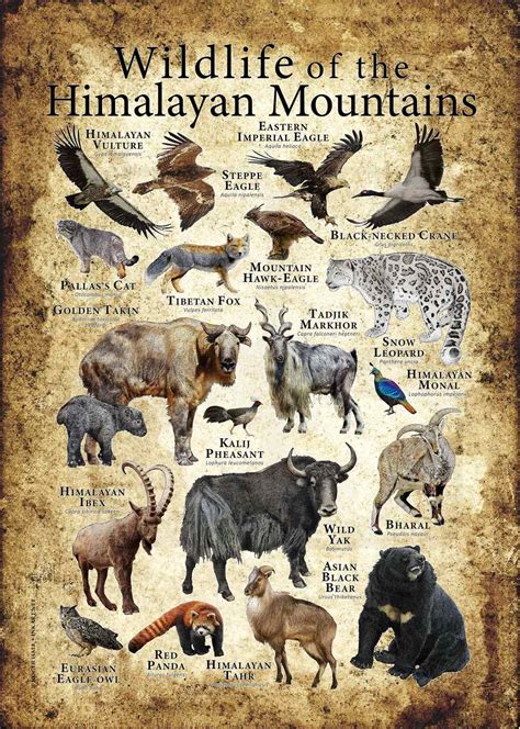Wildlife Of The Himalayan Mountains Poster Print