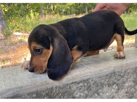 Black And Tan Male Beagle Puppies Williamsville Puppies For Sale Near Me
