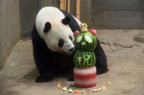アジサシ 鳥 動物 座っている 野生動物. Panda cake for panda（画像あり） | パンダ, パンダ かわいい, パンダ ...