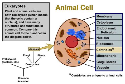 Difference Between Plant And Animal Cell Cycle Cell Cycle