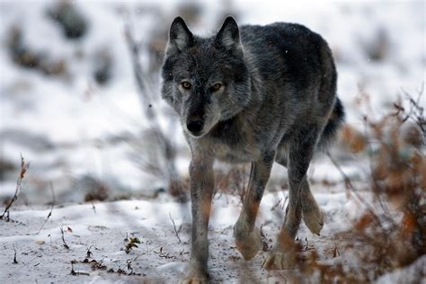 Control Of Large Carnivores Could Backfire If Mesopredators Are