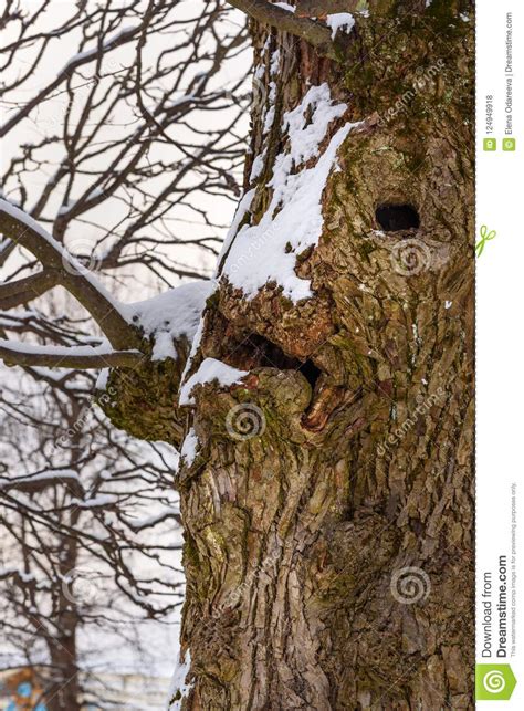 Tree Trunk Looks Like Face Stock Photo Image Of Park 124949918