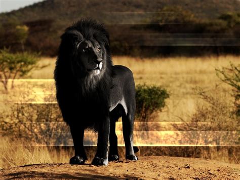 🔥 44 Black Lion Hd Wallpaper Wallpapersafari