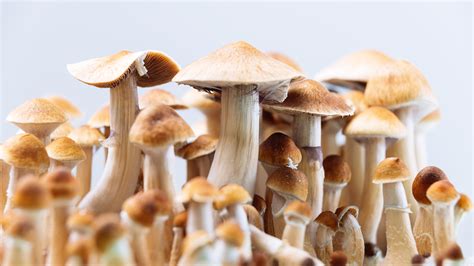 Psilocybin Magic Mushrooms Effects Benefits Risks And More Goodrx