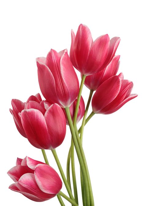 The resolution of image is 961x245 and classified to floral pattern, floral border, christmas. PNG Bunga Tulip Transparent Bunga Tulip.PNG Images. | PlusPNG