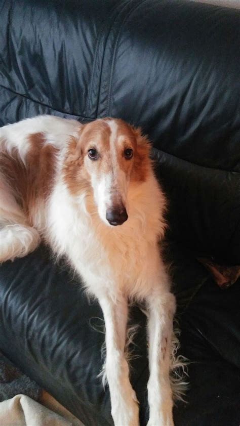 1408 Best Borzoi Russian Wolfhound Images On Pinterest