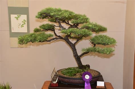 The School Of Bonsai Providing Affordable Courses In Bonsai For All