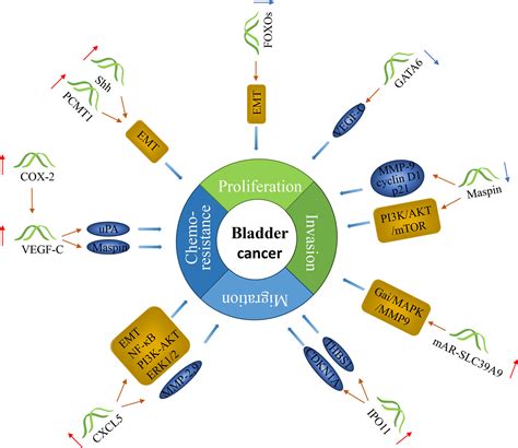 Frontiers Emerging Biomarkers For Predicting Bladder Cancer Lymph