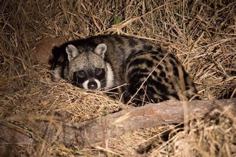 They have long tails, sharp claws and teeth. The African Civet (Civettictis civetta) | Kruger National ...