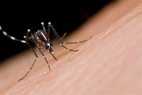 Asian Tiger Mosquitoes That Can Carry Zika Virus Found In Mission Viejo
