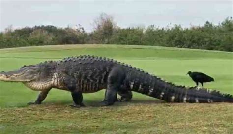 The 15 Foot Monster Alligator Chubbs Visits Florida Golf Course Again