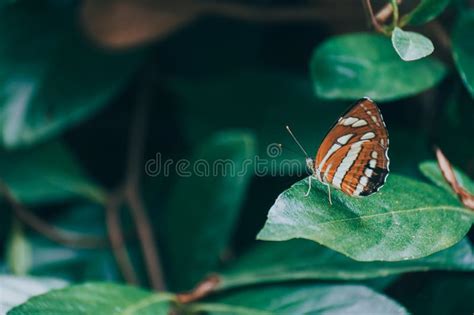 Vintage Orange Color Butterfly Sitting On Green Leaves Beautiful