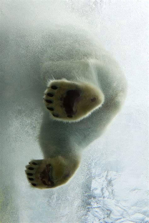 Polar Bear Polar Bear Feet From Underwater Sarah Flickr